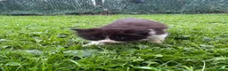Ragdoll cats for sale: Ragdoll & ragcoon kittens - Advert 3