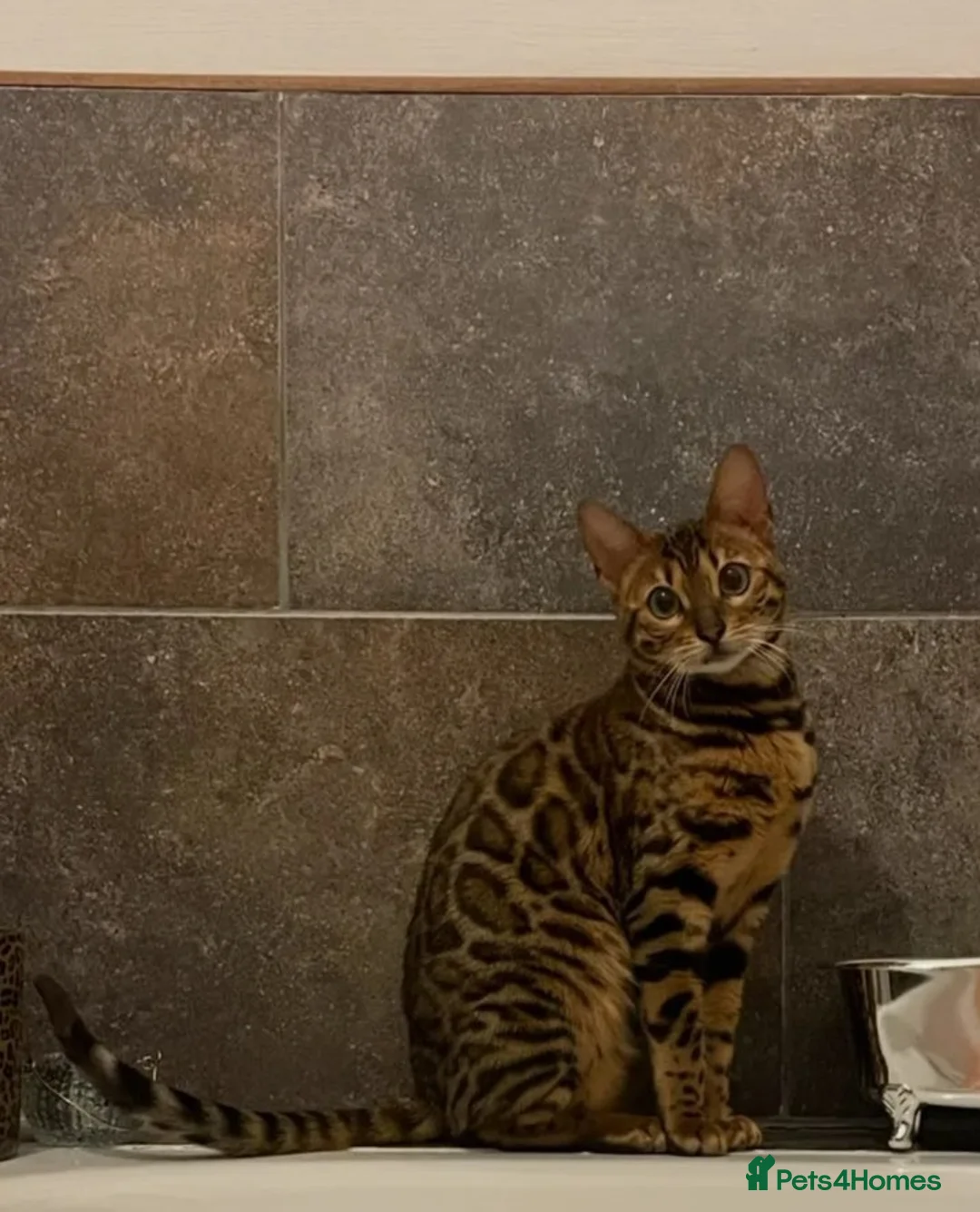 Bengal cats for sale: ❤️ Stunning Purebred TICA-Registered Bengal Female - Advert 2