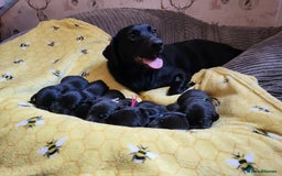 Labrador Retriever dogs for sale: Kc labrador puppies in Much Wenlock - Image 27