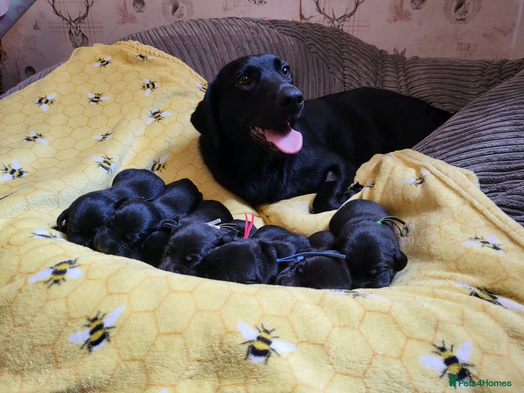 Labrador Retriever dogs for sale: Kc labrador puppies in Much Wenlock - Image 27