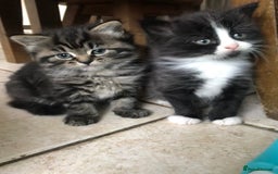 Ragdoll cats for sale: Long haired ragdoll cross mackerel tabby kittens  - Image 7