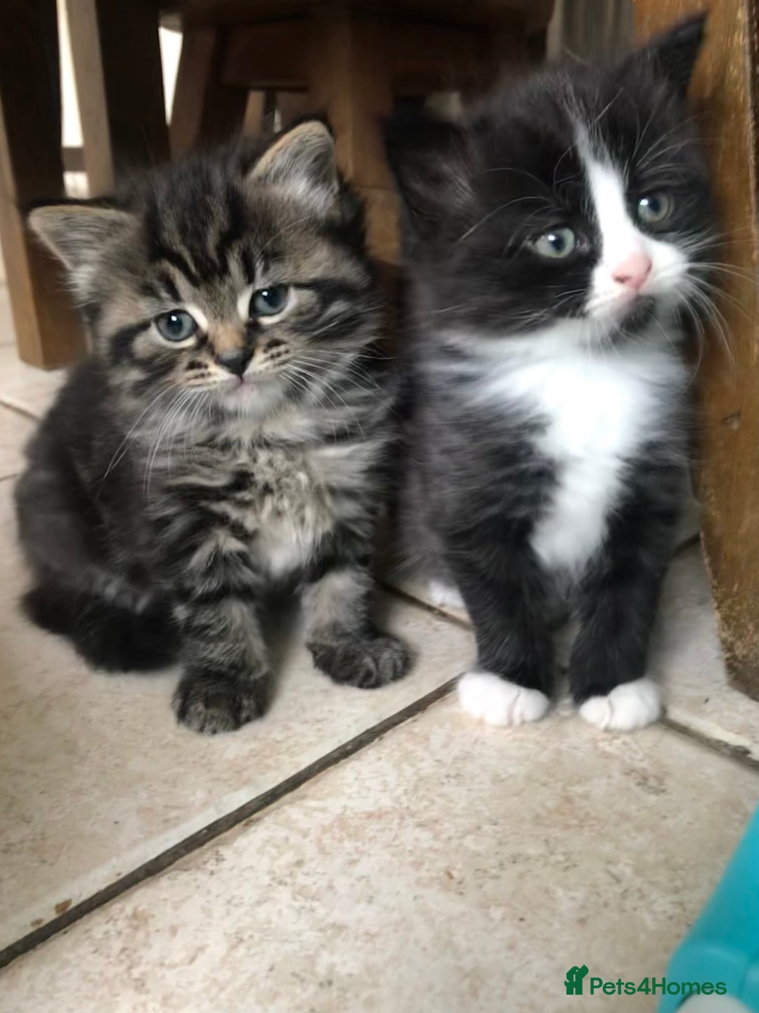 Ragdoll cats for sale: Long haired ragdoll cross mackerel tabby kittens  - Image 7