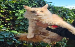 Maine Coon cats for sale: 5 maine coons  - Image 6