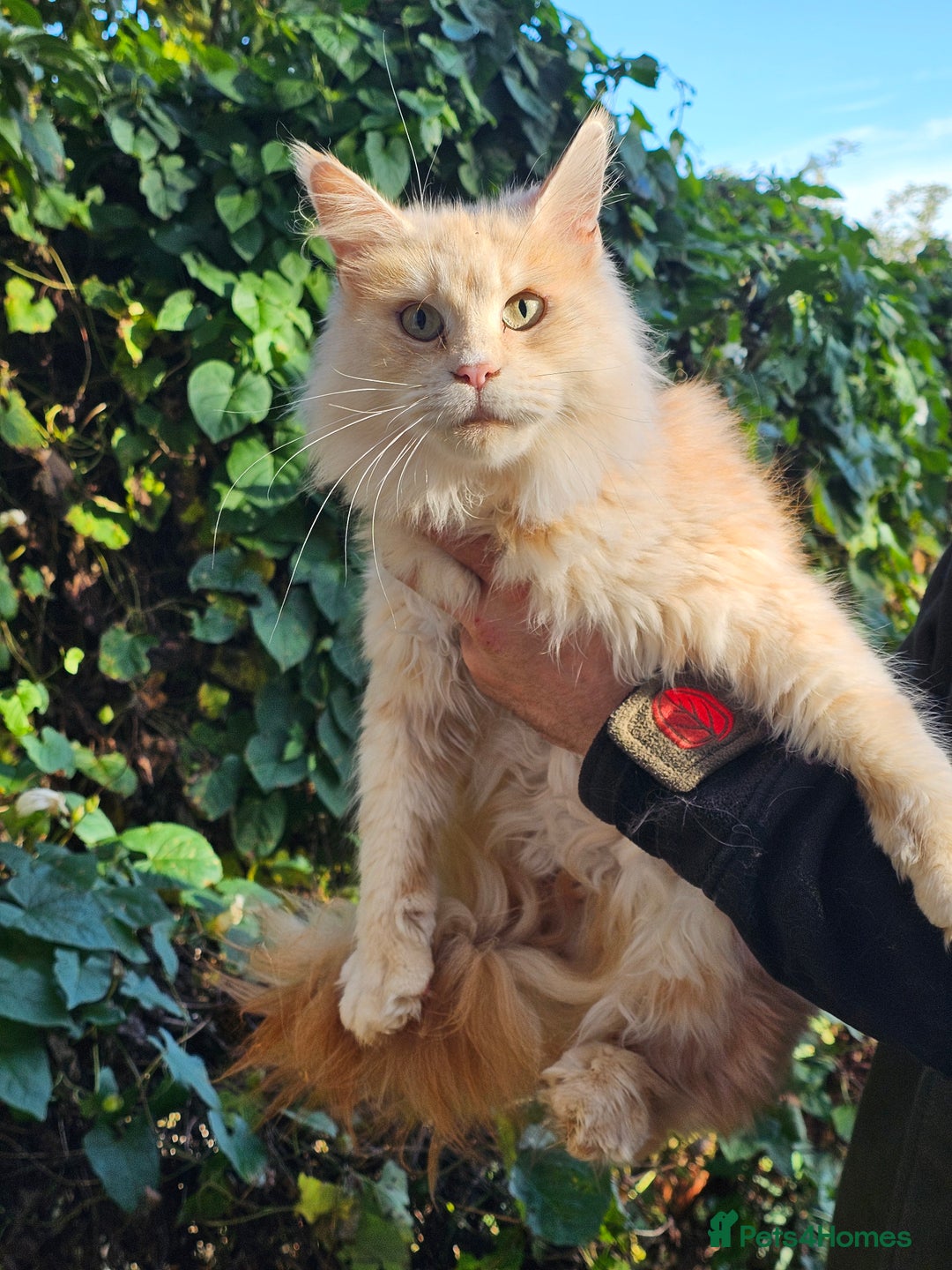 Maine Coon cats for sale: 5 maine coons  - Image 6