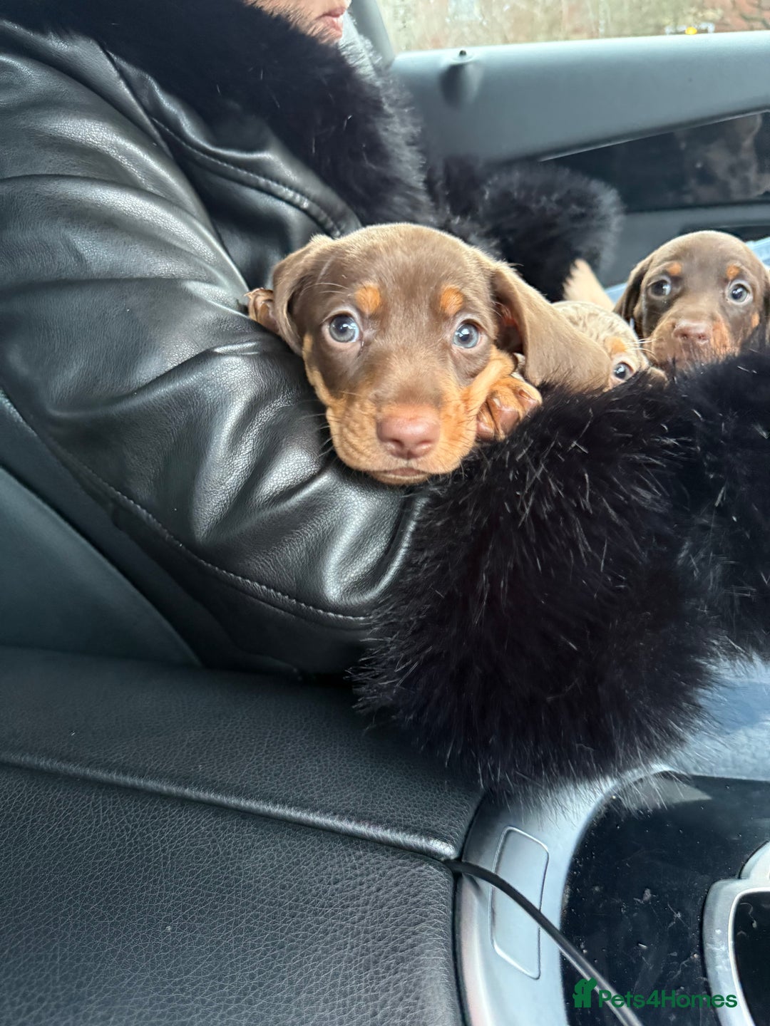 Miniature Dachshund dogs for sale: Mini Dachshunds  - Advert 26