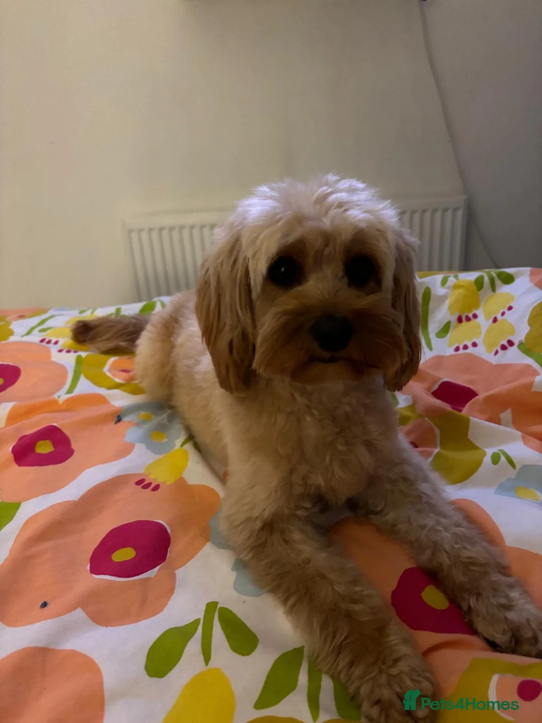 Cavapoo dogs for sale: Red F1b cavapoos from health tested parents - Advert 1
