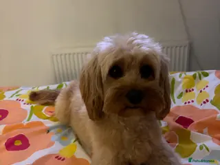 Cavapoo dogs Red F1b cavapoos from health tested parents - Advert 1