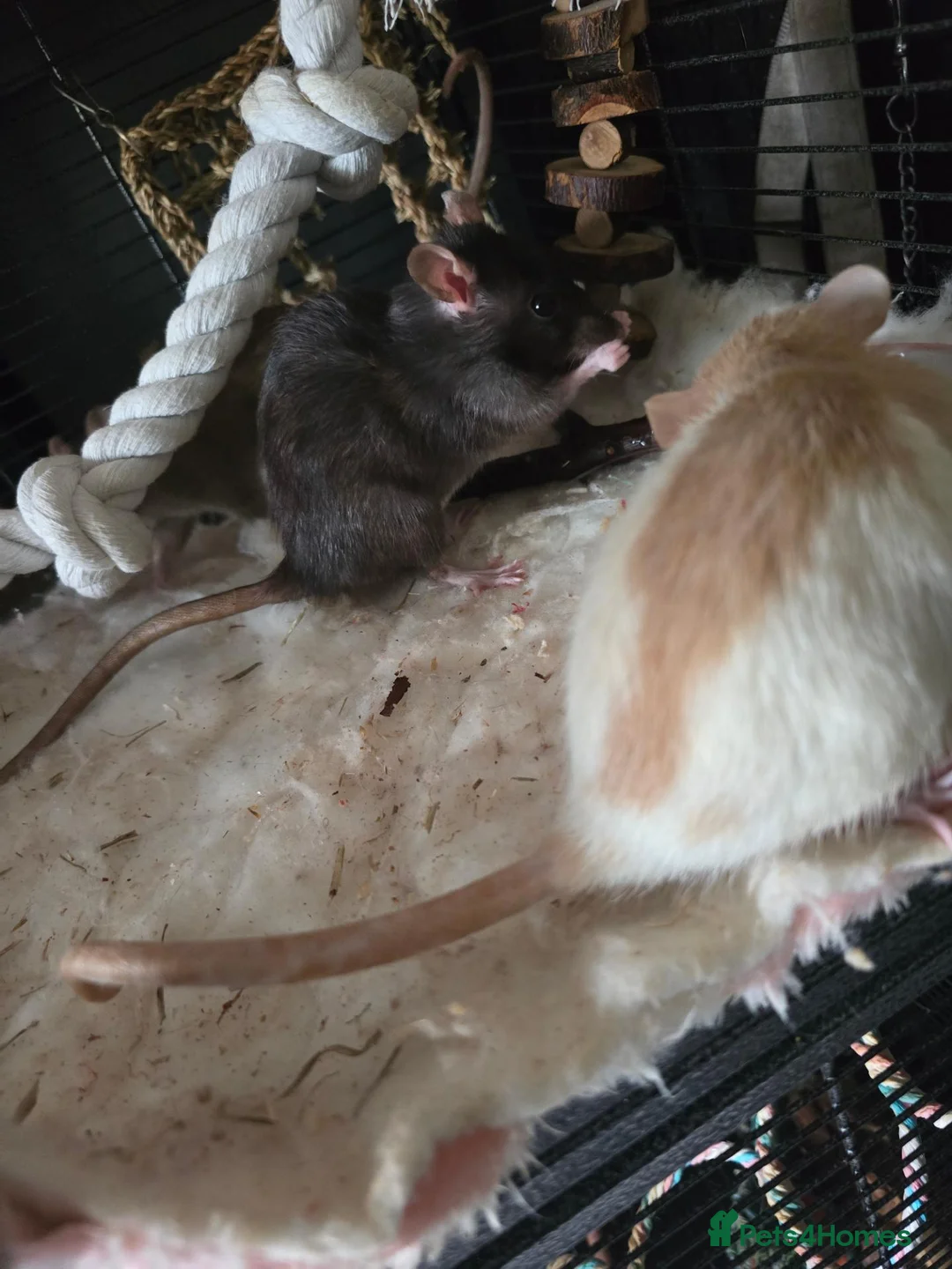 Rat rodents for sale: 4 girl rat for sale - Advert 2