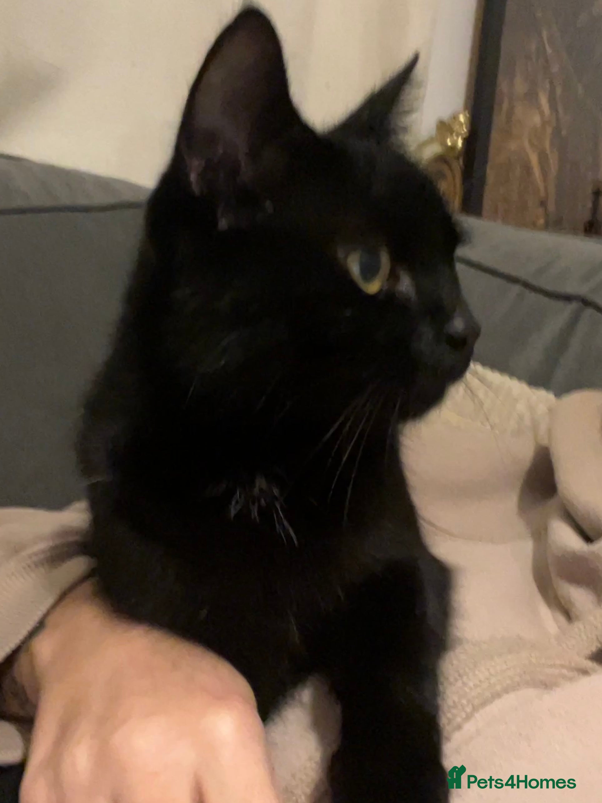 Mixed Breed cats 4 Gorgeous Friendly Male Kittens - Advert 1