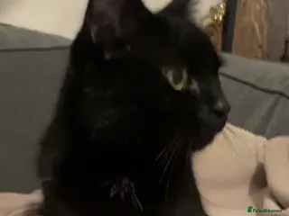 Mixed Breed cats 4 Gorgeous Friendly Male Kittens - Advert 1