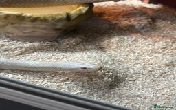 Corn Snake reptiles for sale: Female Corn Snake - Image 1