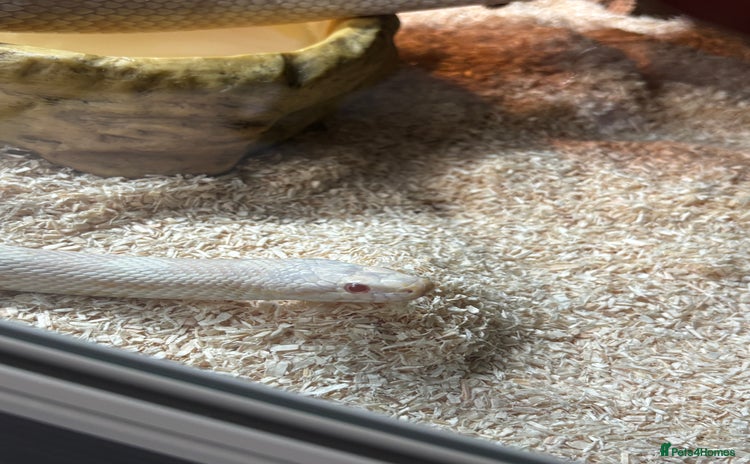 Corn Snake reptiles - Advert 1