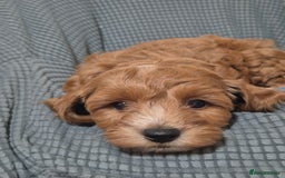 Cockapoo dogs for sale: Gorgeous Cockapoo For Sale - Image 27