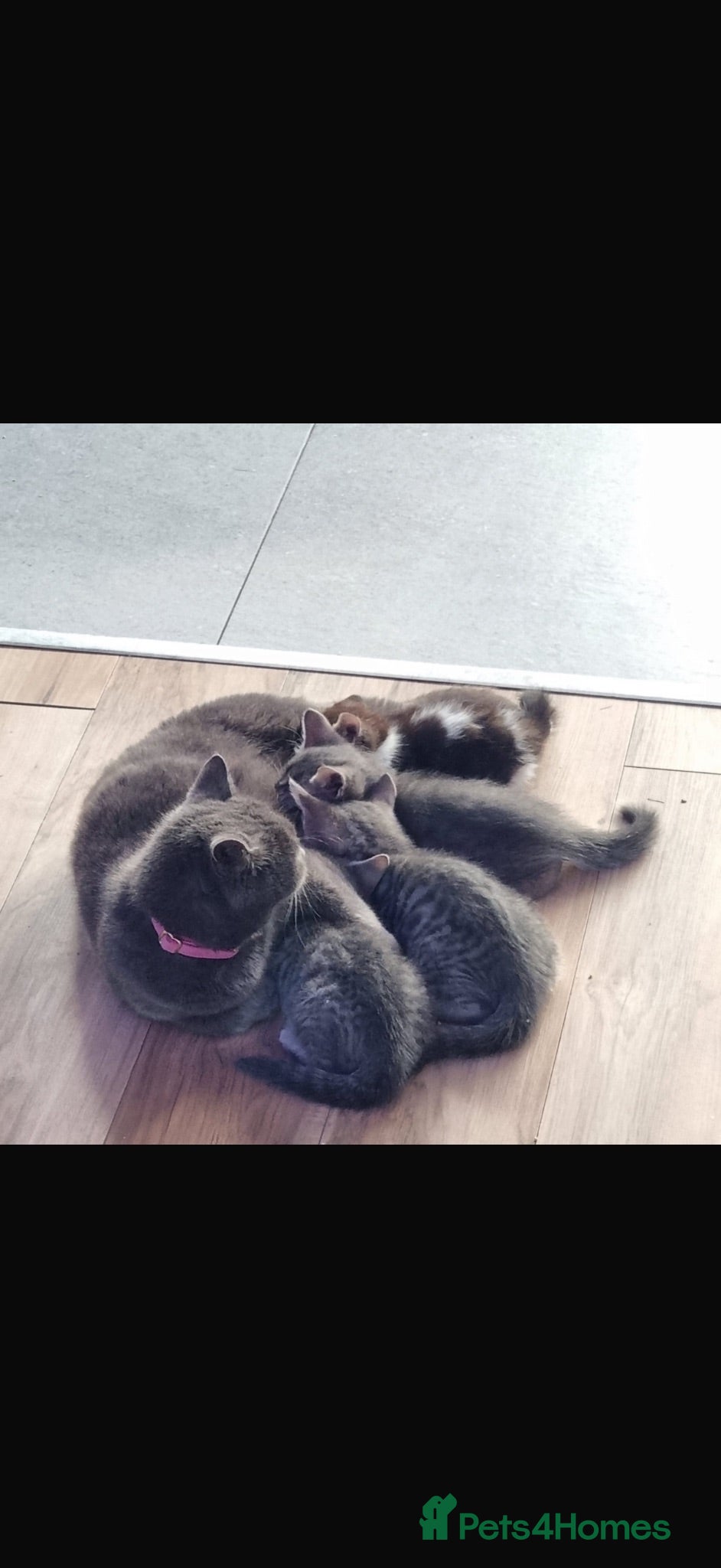 British Shorthair cats Only 4 left! Beautiful kittens ready next week - Advert 1