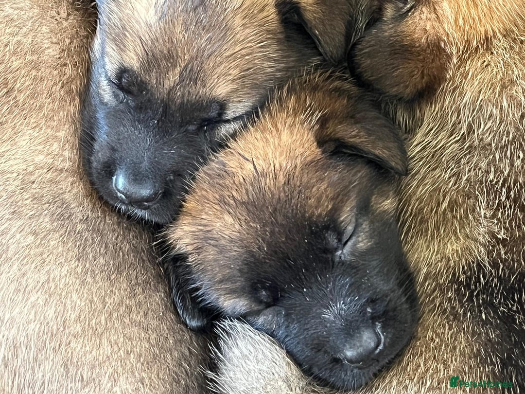 Mixed Breed dogs for sale: Stunning Belgium malinois  - Image 3