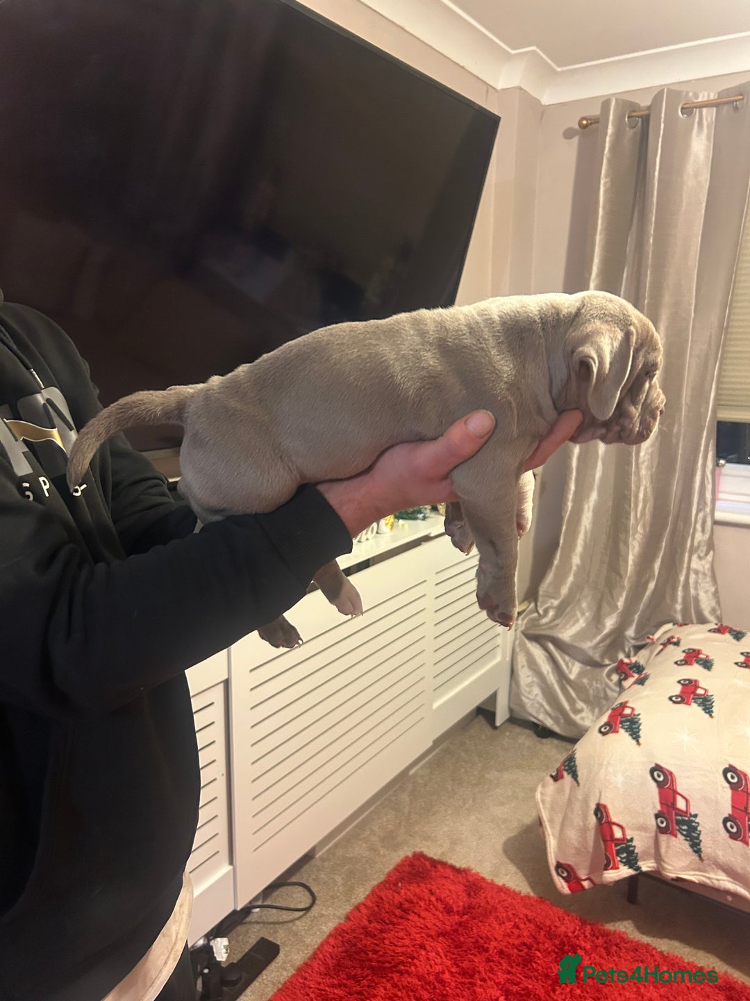American Bully dogs for sale: 2 female standard American bully X pups  - Advert 3