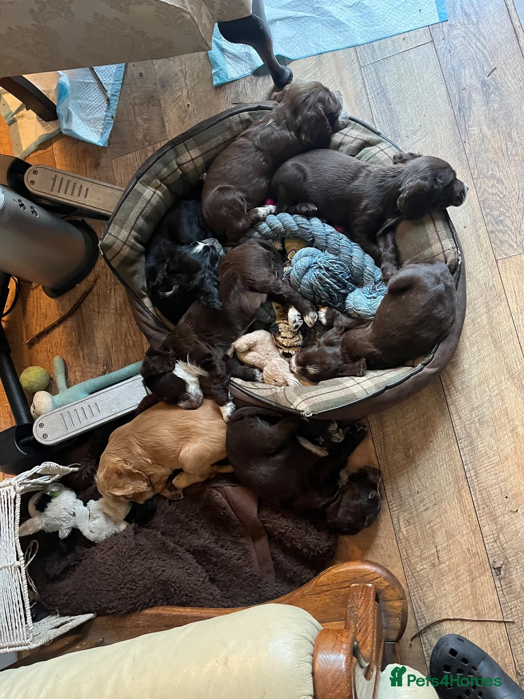 Cocker Spaniel dogs for sale: Cocker spaniel puppies for sale  - Advert 26
