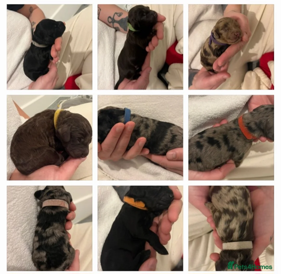 Cockapoo dogs for stud: F1 cocapoo well Proven extensively health tested in Bromley - Advert 29