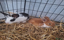 Mixed Breed rabbits for sale: Adorable Male & Female Rabbits - With Hay & Food - Image 7