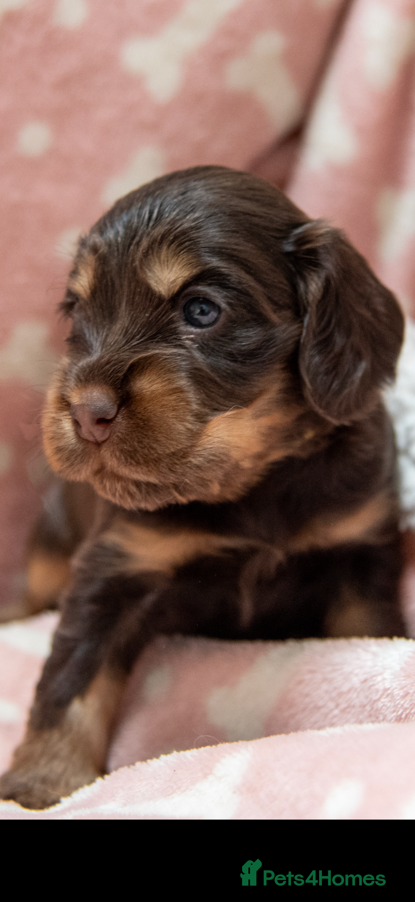 Cocker Spaniel dogs BEST LINES EASTDRAY X SIMBAWOOD STUNNING SHOW PUPS - Advert 1