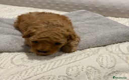 Maltipoo dogs for sale: Toy poodle puppy for sale maltipoo - Image 4