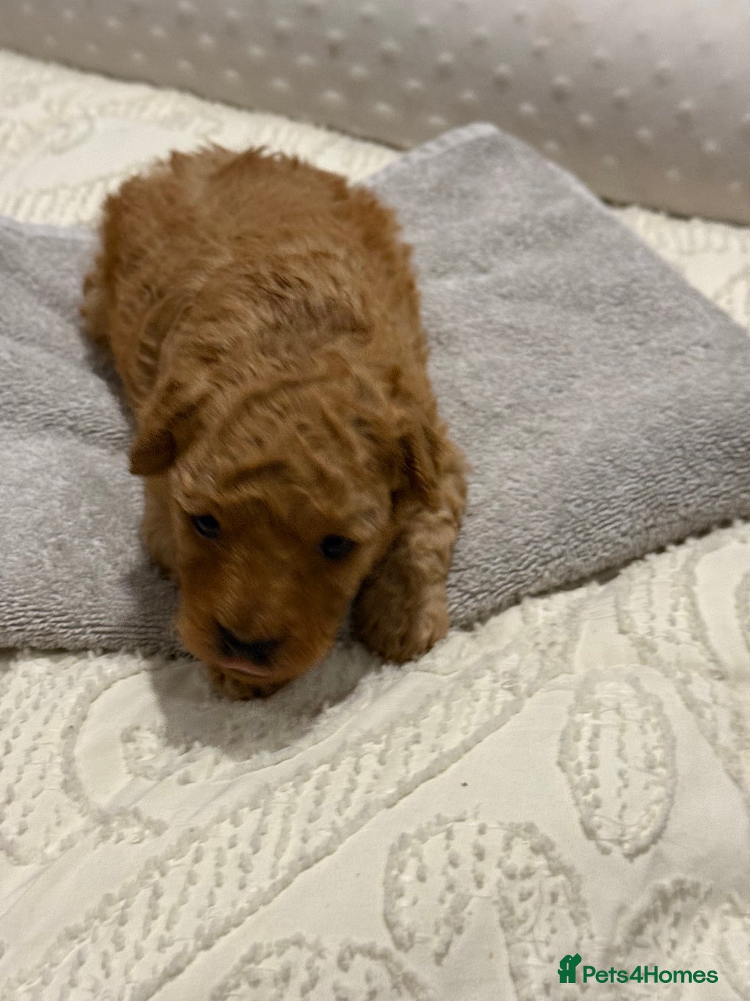 Maltipoo dogs for sale: Toy poodle puppy for sale maltipoo - Image 4