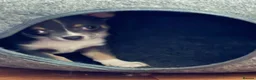 Chihuahua dogs for sale: Adorable blue/liac chihuahua pure pups  - Advert 5