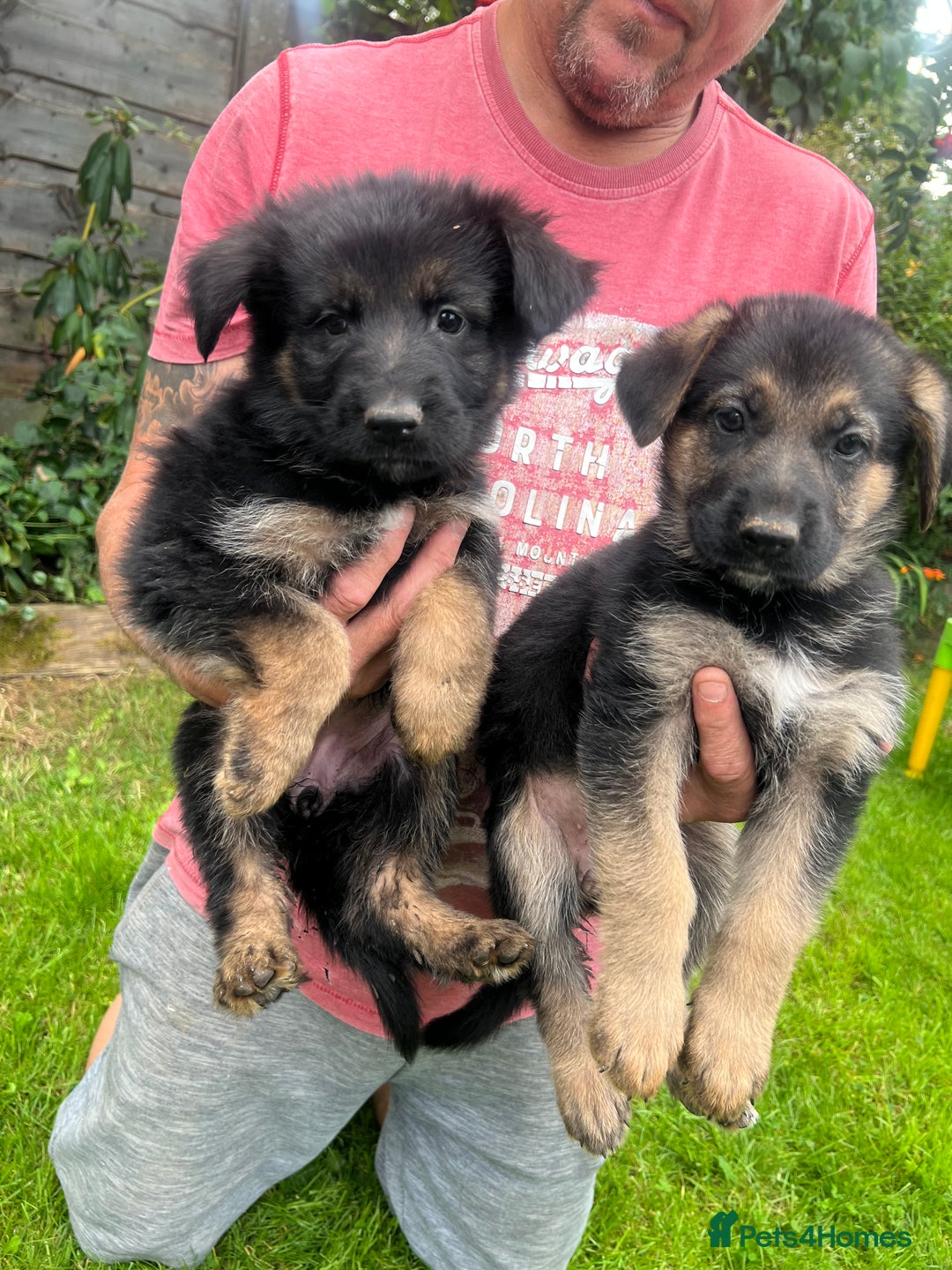 German Shepherd dogs for sale: German Shepherd Pups for Sale  - Image 11