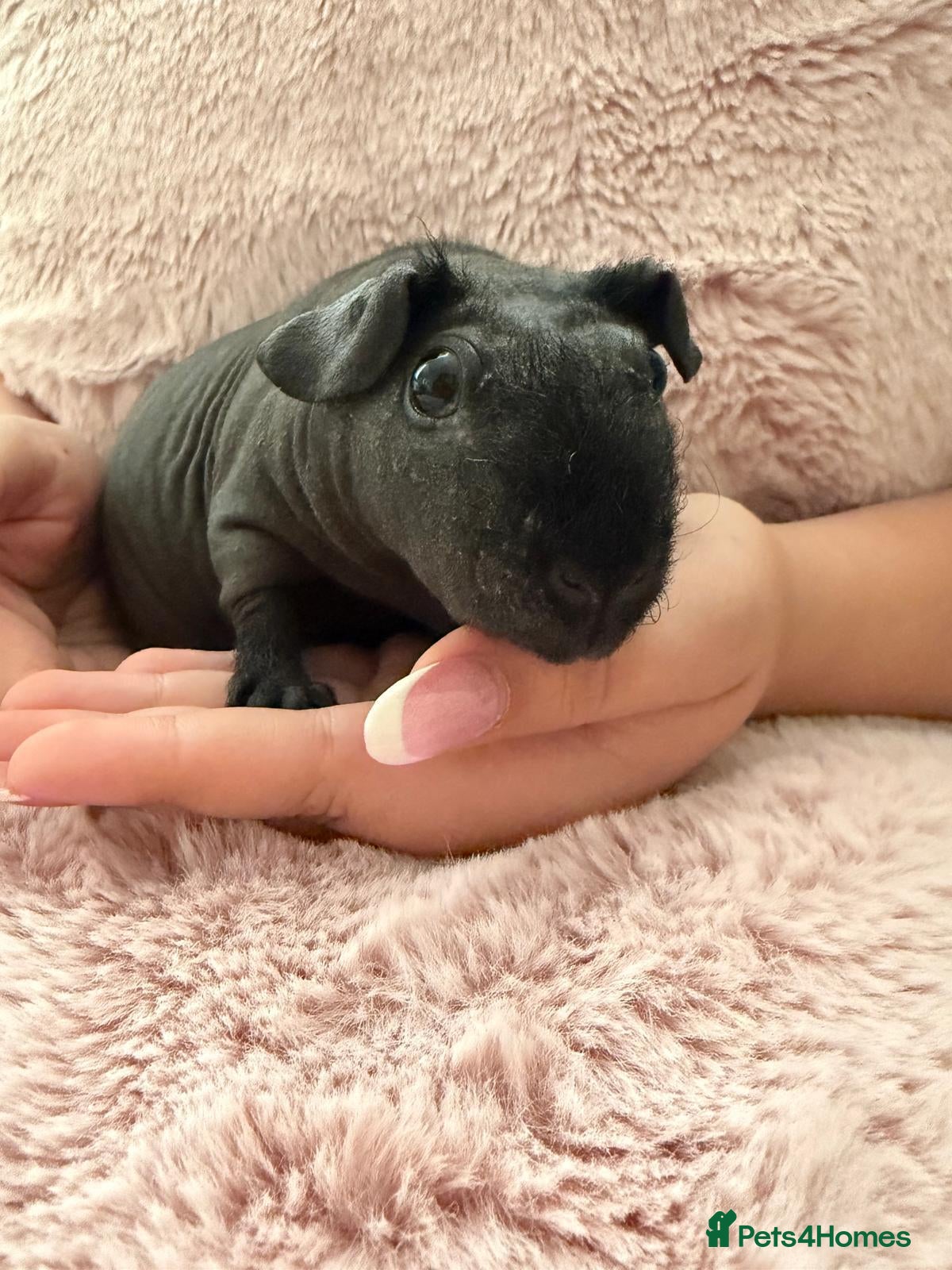 Guinea Pig rodents 2 beautiful skinny pigs  - Advert 2
