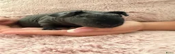 Guinea Pig rodents for sale: 2 beautiful skinny pigs  in Chichester - Advert 2