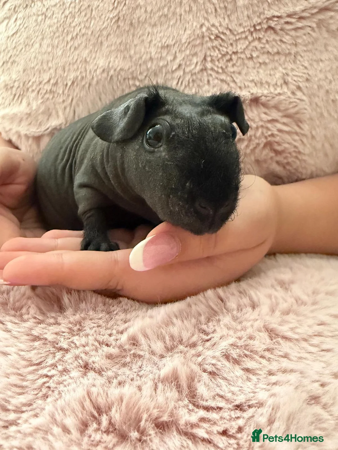 Guinea Pig rodents for sale: 2 beautiful skinny pigs  in Chichester - Advert 2