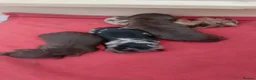 Miniature Dachshund dogs for sale: Short haired miniature dachshund puppies - Advert 2