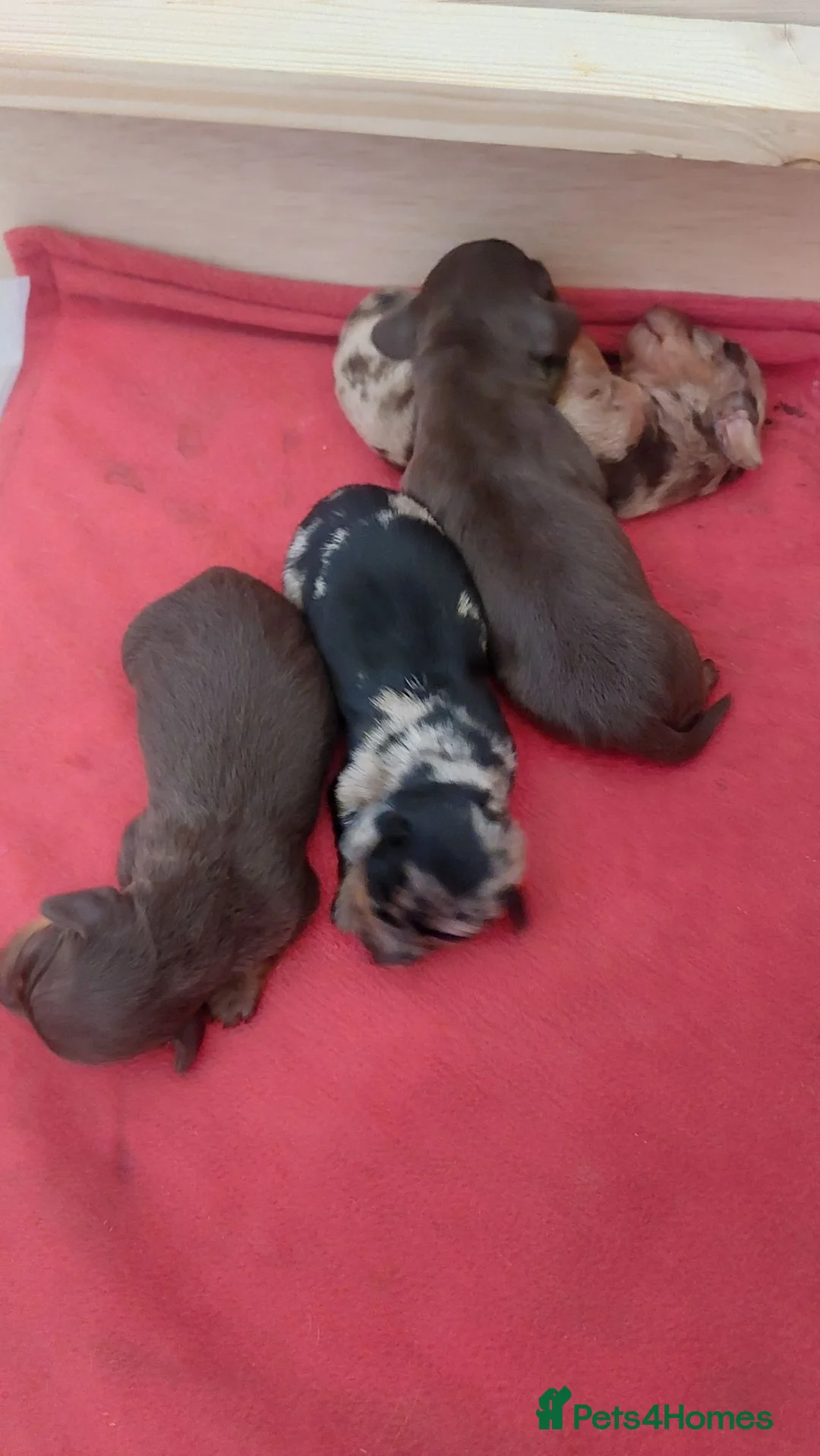 Miniature Dachshund dogs for sale: Short haired miniature dachshund puppies - Advert 2