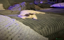British Shorthair cats for sale: Las girl for loving home  - Image 1