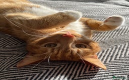 Domestic Shorthair cats for sale: Ginger Cat for Rehoming - Image 3