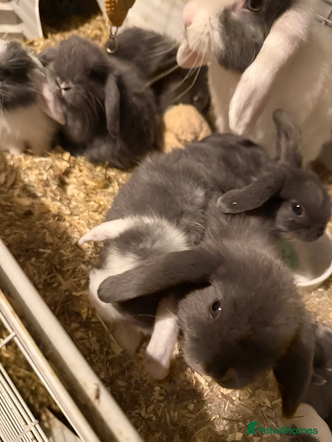 Mini Lop rabbits for sale: Mini lop rabbits  - Advert 1