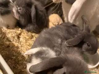Mini Lop rabbits Mini lop rabbits - Advert 11