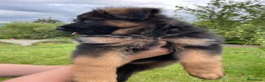 German Shepherd 1