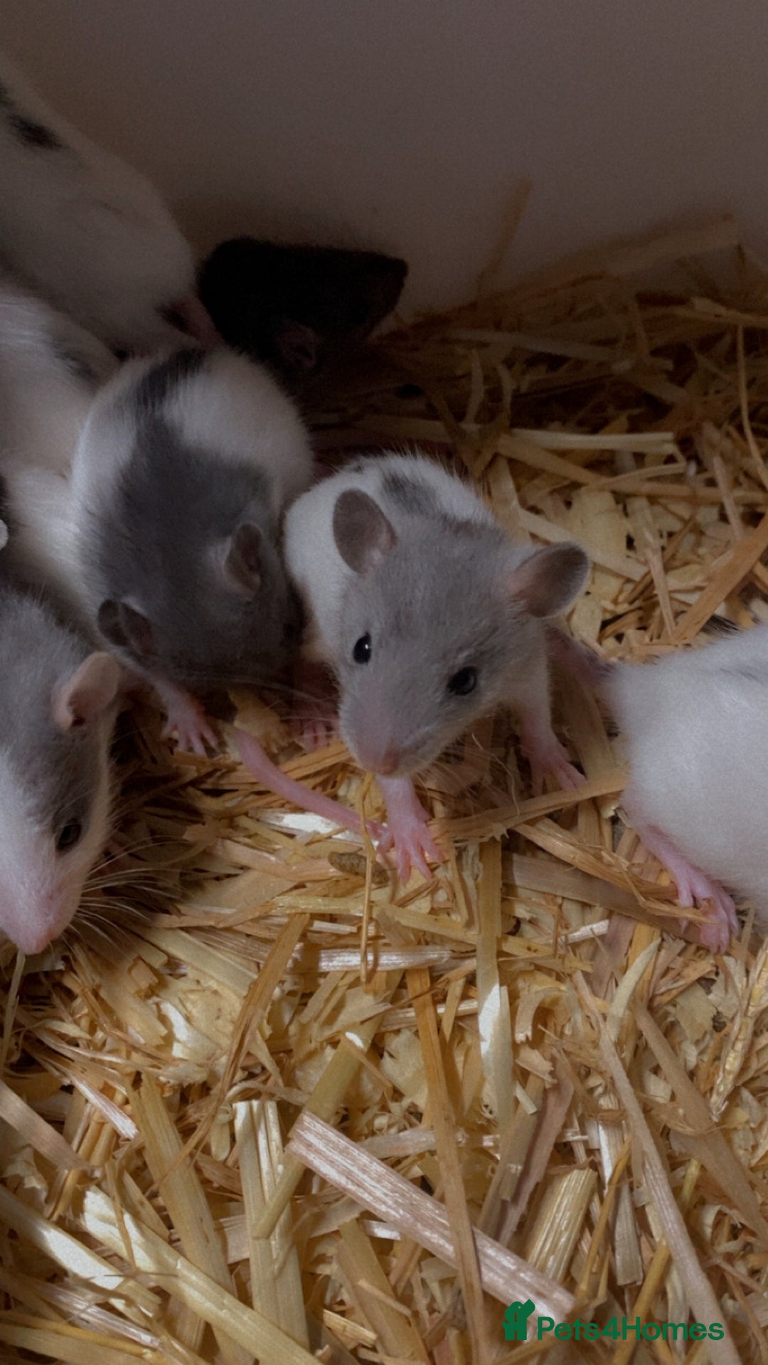 Rat rodents for sale: Good verity of male and female baby rats  - Image 3
