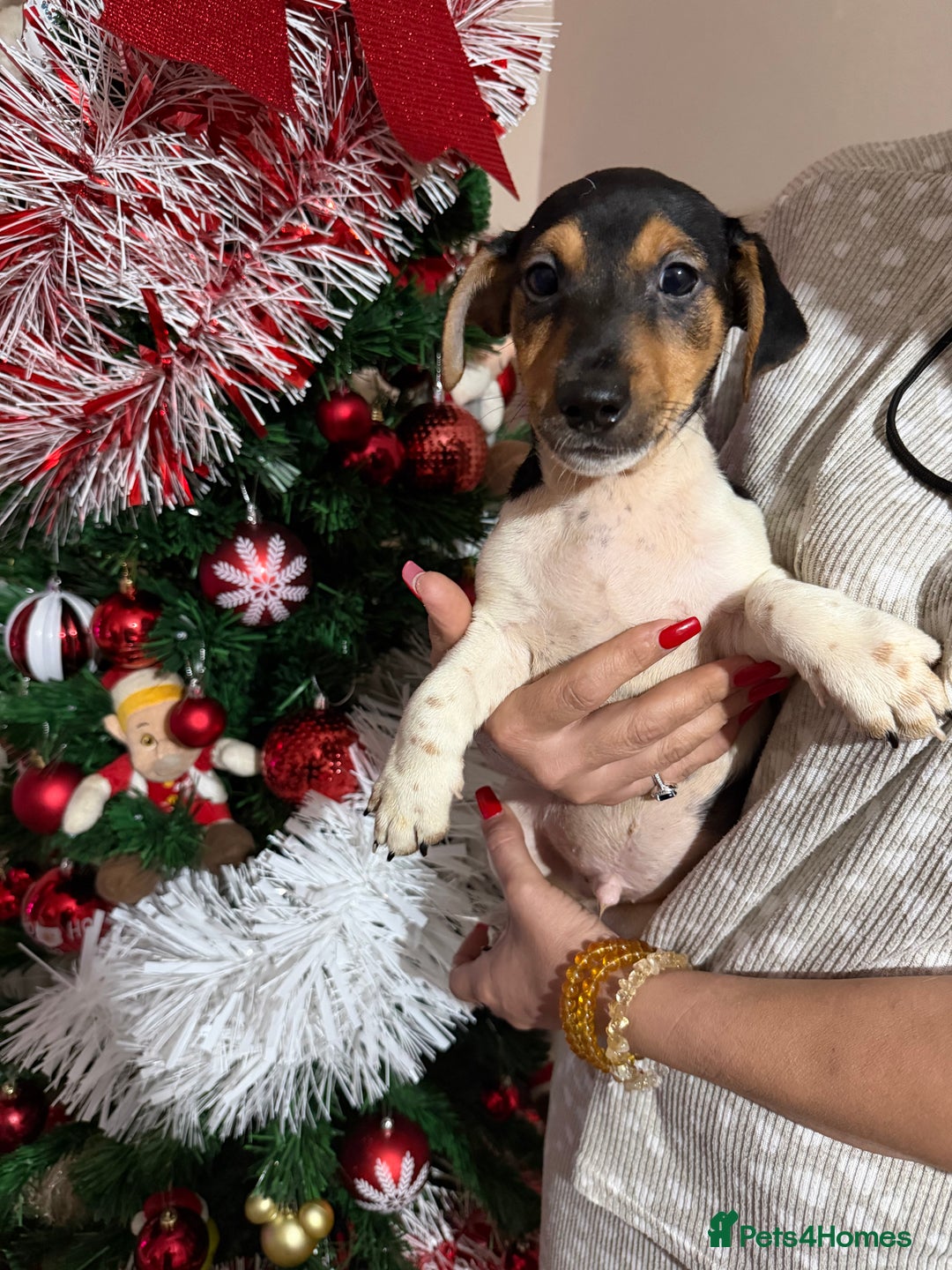 Jack Russell dogs for sale: LAST Jack Russell Puppy READY TO GO - Advert 10