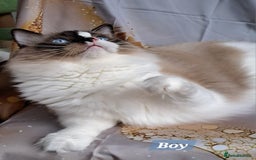 Ragdoll cats for sale: Exceptional bloodlines Ragdolls 💞💞 - Image 5