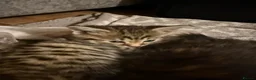 Mixed Breed cats for sale: Beautiful kittens ready for forever home - Advert 2