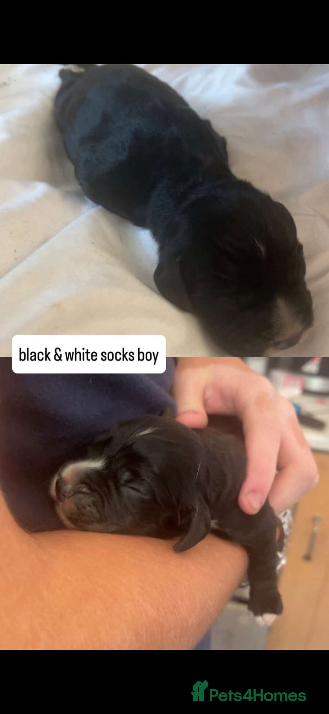 Cocker Spaniel dogs for sale: 6 week old cocker spaniel puppies  - Image 5