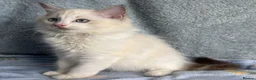 Ragdoll cats for sale: Beautiful Tica Register Kittens Ragdoll - Advert 12