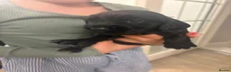 Cocker Spaniel dogs for sale: Beautiful cocker spaniel puppies - Advert 7