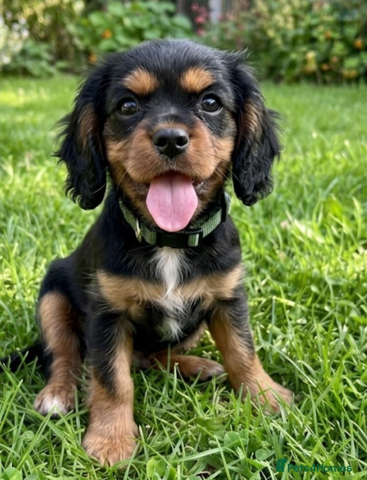 Cavalier King Charles Spaniel dogs Exquisite KC Cavalier King Charles Spaniel Puppies - Advert 1