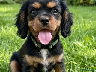 Cavalier King Charles Spaniel dogs Exquisite KC Cavalier King Charles Spaniel Puppies - Advert 1