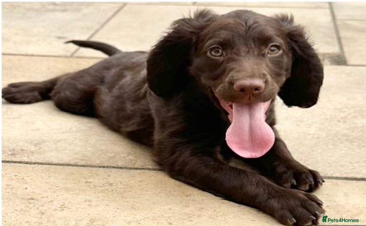 Sprocker dogs - Advert 8