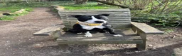Mixed Breed dogs for sale: Staffordshire bull terrier cross  - Advert 4