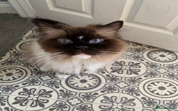 Ragdoll cats for sale: 1 male 1 female rag doll  - Image 2